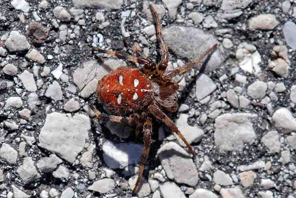 Araneus quadratus